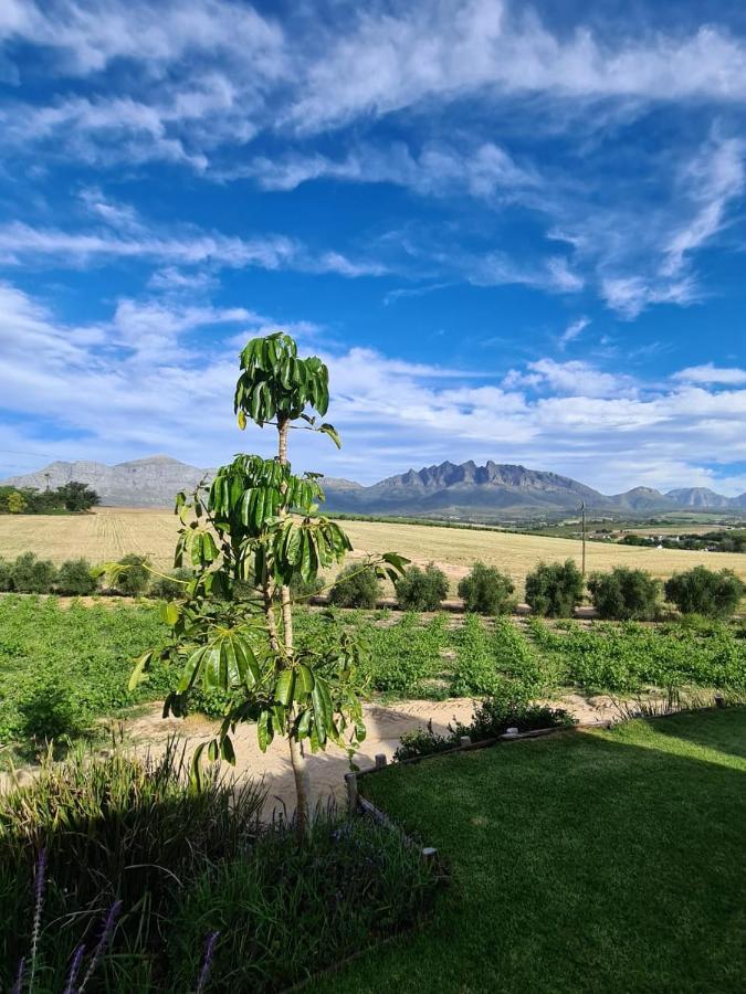Vineyard Cottage At Bosman Wines ويلينغتون المظهر الخارجي الصورة